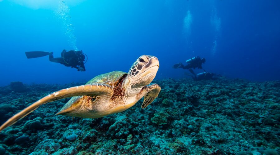 Snorkeling & SCUBA Diving