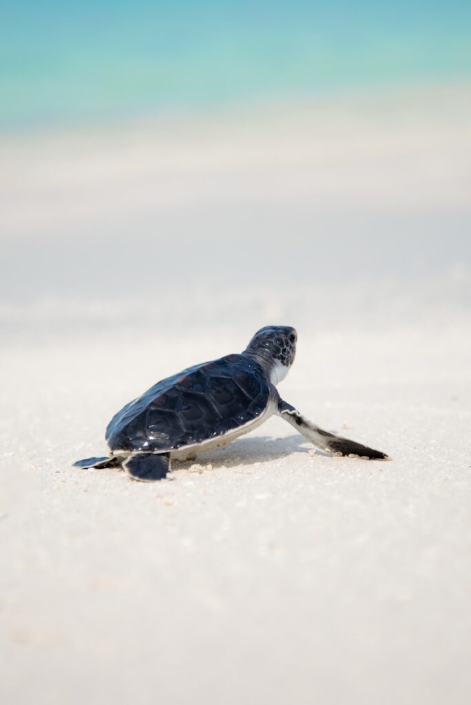 black turtle on sand