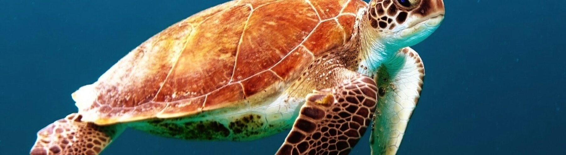brown turtle swimming underwater